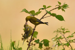 Bird Talk: Hummingbirds - Masters of the Air