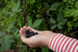 Front Yard Foraging