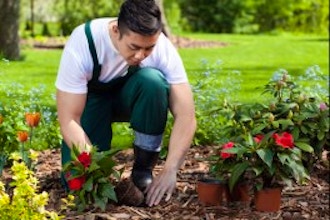 Organic Vegetable Gardening Basics