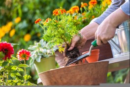 Sustainable Living Through Permaculture 2 Sltp 2 Gardening