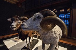 Griffins, Goblets, and Gold: A Magical Arts Adventure in the Metropolitan Museum of Art (Ages 12 & under)
