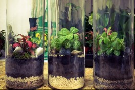 Mother's Day Plant & Sip