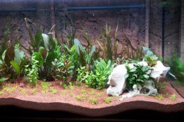 Open Terrarium with Succulents