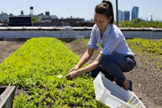 Growing Your Own Tomatoes