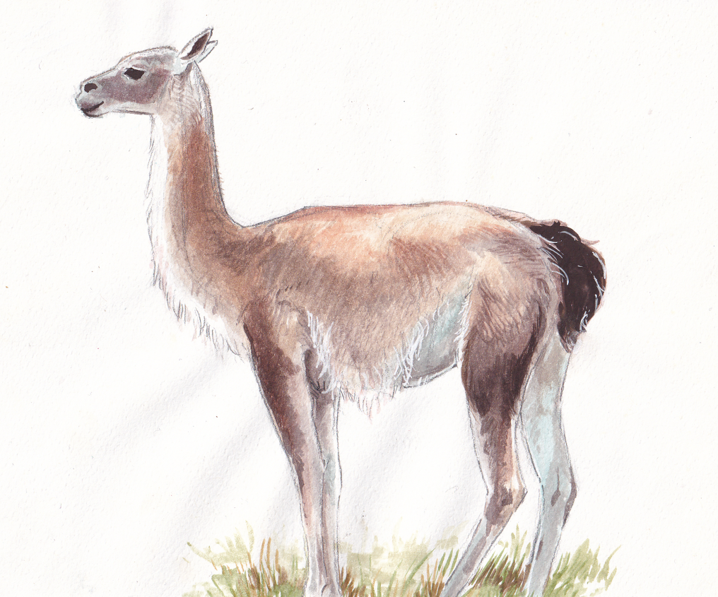 Animal Drawing
