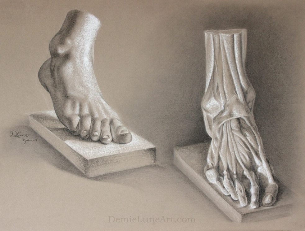Human Anatomy
