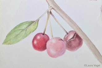 Winter Pods & Berries in Watercolor
