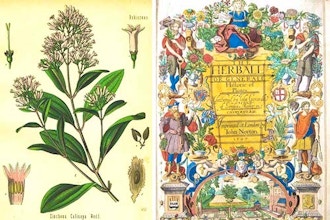 A Brief History of Medicinal Plants - Online