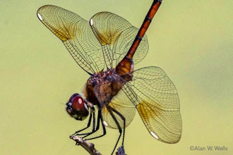 Dragonflies & Damselflies of the Northeast