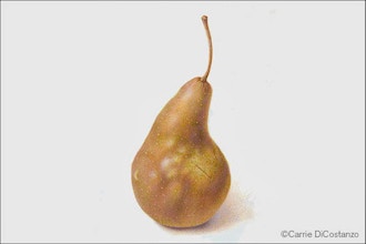 Bosc Pears in Dry Brush Watercolor - Online