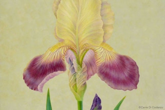 Irises in Watercolor Workshop