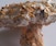 The Many Uses of Mycelium - ONLINE