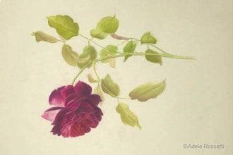 Roses in Watercolor Workshop - Online