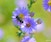 The Native Pollinator Garden - Online