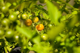 Mastering the Art of Tomato Gardening - Online