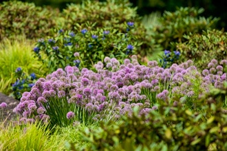Basic Color Theory for Gardeners