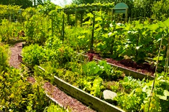 A Kitchen Garden Plan - Online