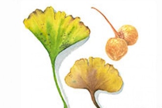 Fall Leaves in Watercolor