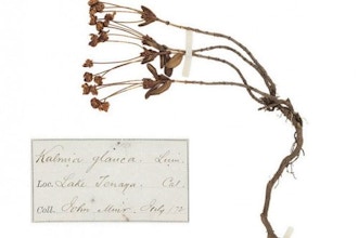 Early American Botanical Collections
