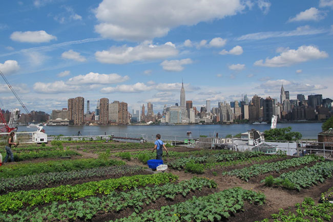 Rooftop Gardening Online Gardening Classes New York