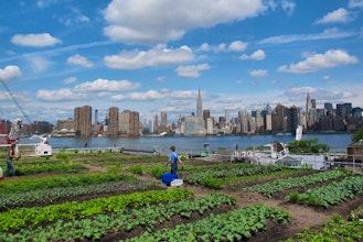 Rooftop Gardening Online Gardening Classes New York