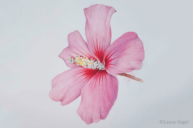 Rose Of Sharon Watercolor Workshop - Watercolor Classes Online | Coursehorse - New York Botanical Garden