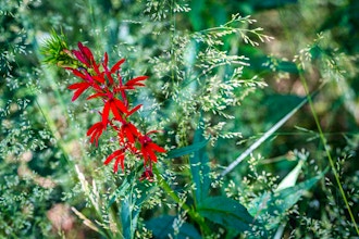 Summer-Blooming Native Plants - Online