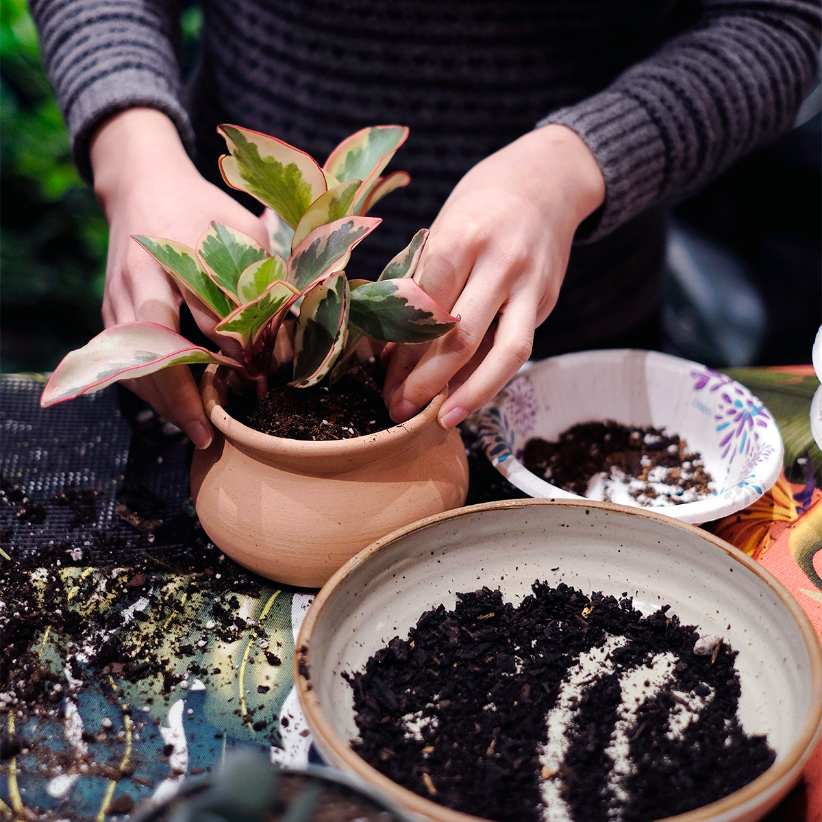 Soil Building & Potting