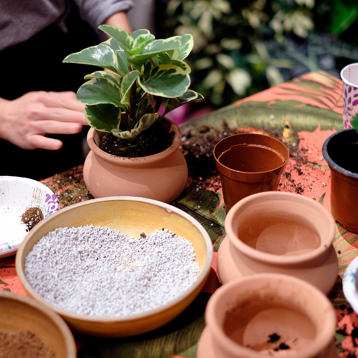 Soil Building & Potting