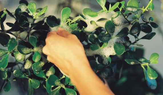 Plant Propagation