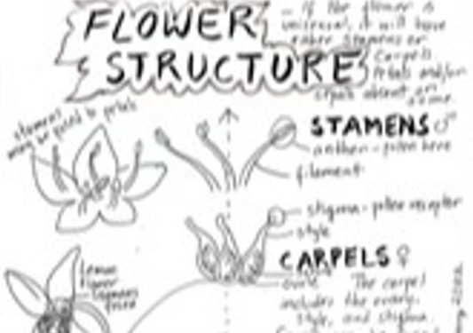 Nature Journaling