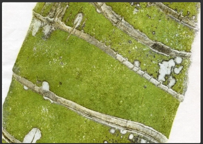 Botanical Nature Printing