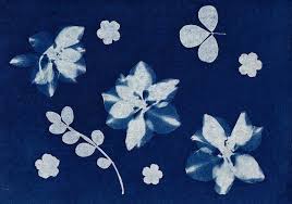 Cyanotype Printing