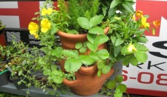 Container Gardening: Growing Herbs