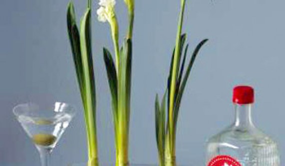 Fun with Paperwhites