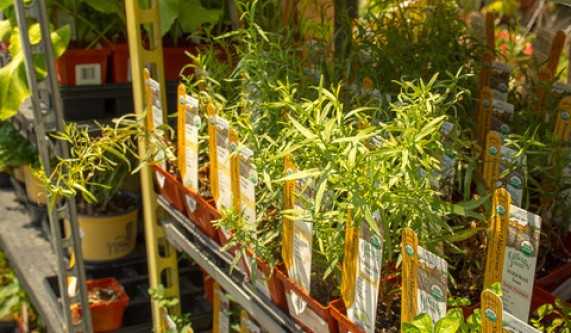 Plants that Heal
