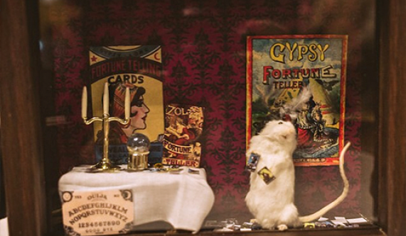Mouse Taxidermy