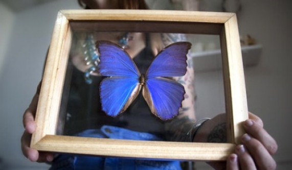 Butterfly-Pinning
