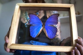 Butterfly-Pinning