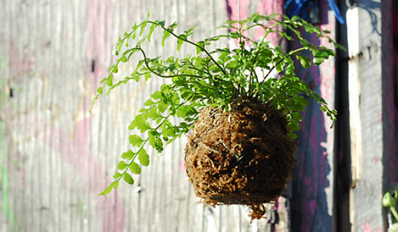Kokedama: Japanese String Gardens