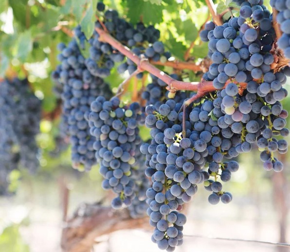 Blind Tasting Thick-Skinned Red Wines