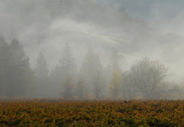 California Wine Overview & Mendocino