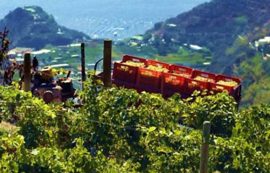 Campania, Basilicata & Review