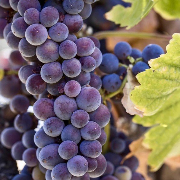Pinot Gris & Pinot Grigios of the World (Blind Tasting)