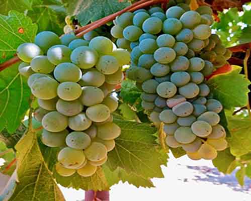Sauvignon Blancs of the World (Blind Tasting)
