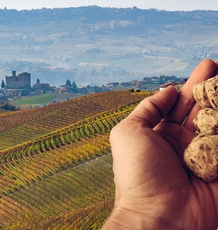 Wines of Piemonte aka Piedmont