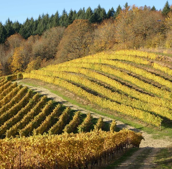 Wines of Willamette Valley Oregon