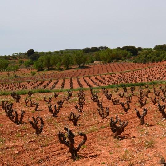 Wines of the Central Mediterranean Coast & the Islands