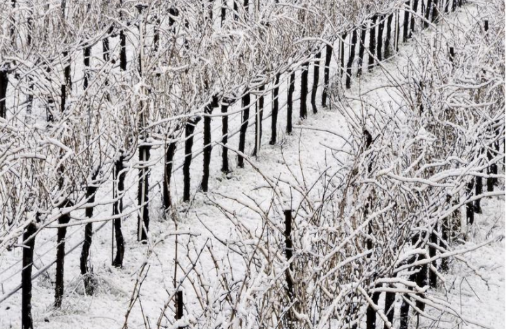 Cool Climate Wines of the World