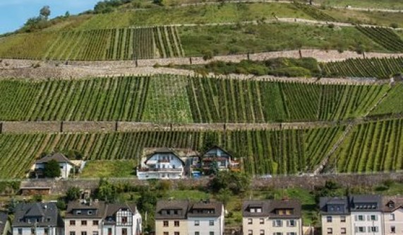 Wines of Germany & Eastern Europe